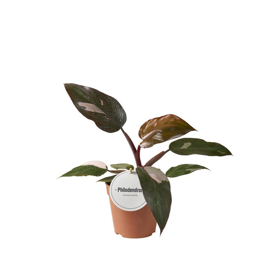 Philodendron Burgundy Princess - Ø12cm - ↕25cm - Plantabulous