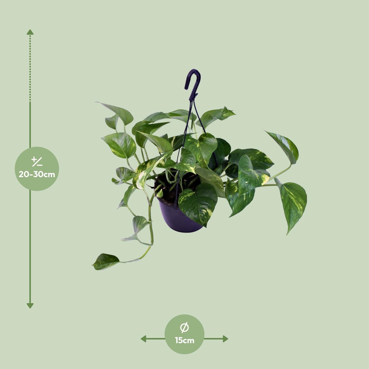 Scindapsus Pictus Trebie - Ø15cm - ↕30cm - Plantabulous