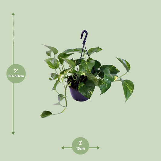 Scindapsus Pictus Trebie - Ø15cm - ↕30cm - Plantabulous
