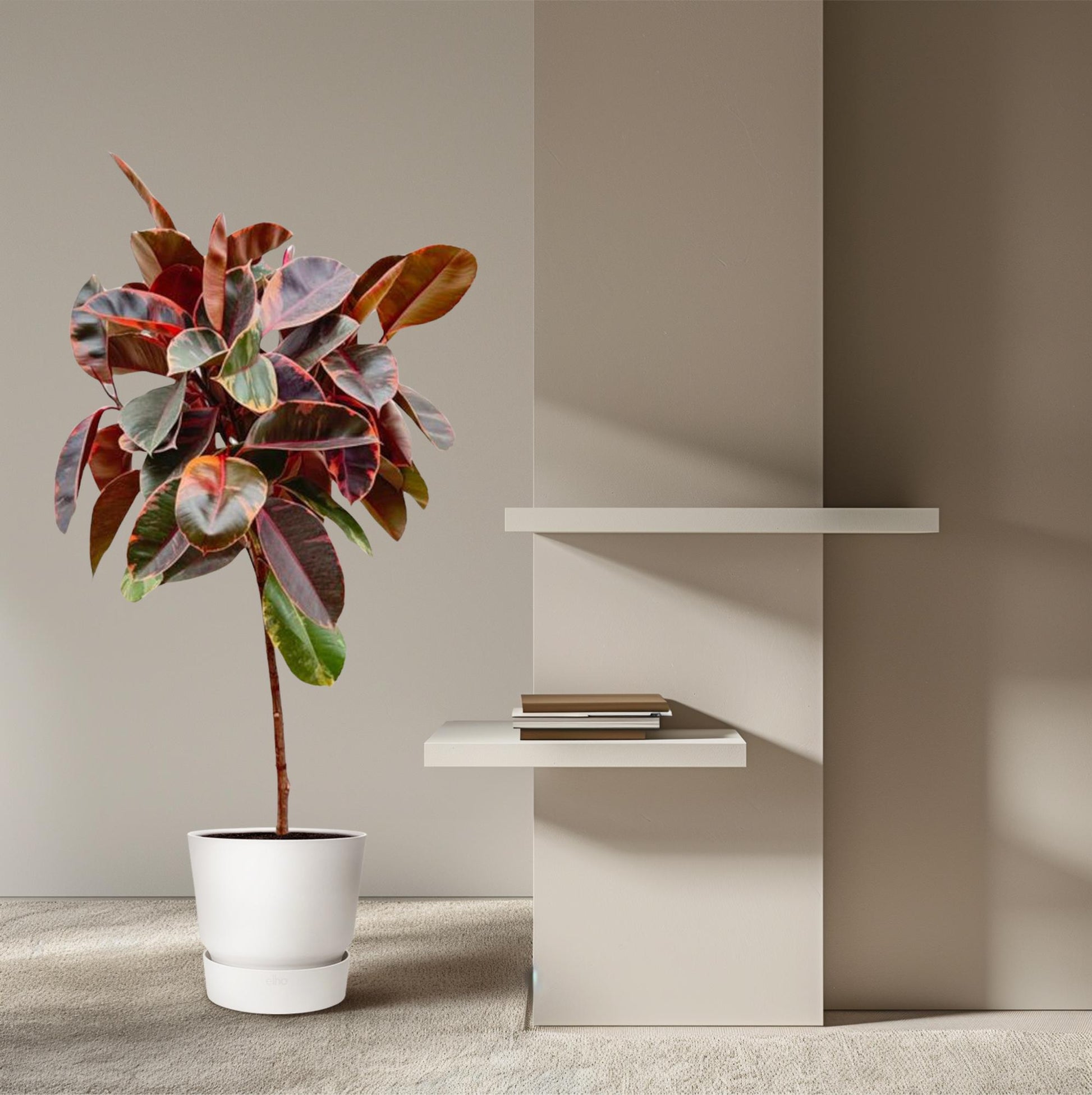 Gummibaum – Ficus elastica 'Belize'  – 130 cm – Ø24 cm - Plantabulous