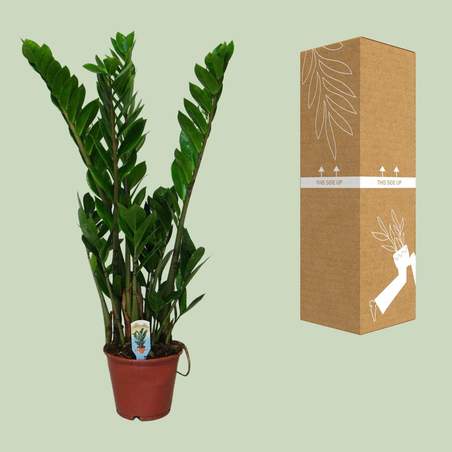 Glücksfeder – Zamioculcas zamiifolia – 50 cm – Ø14 cm - Plantabulous
