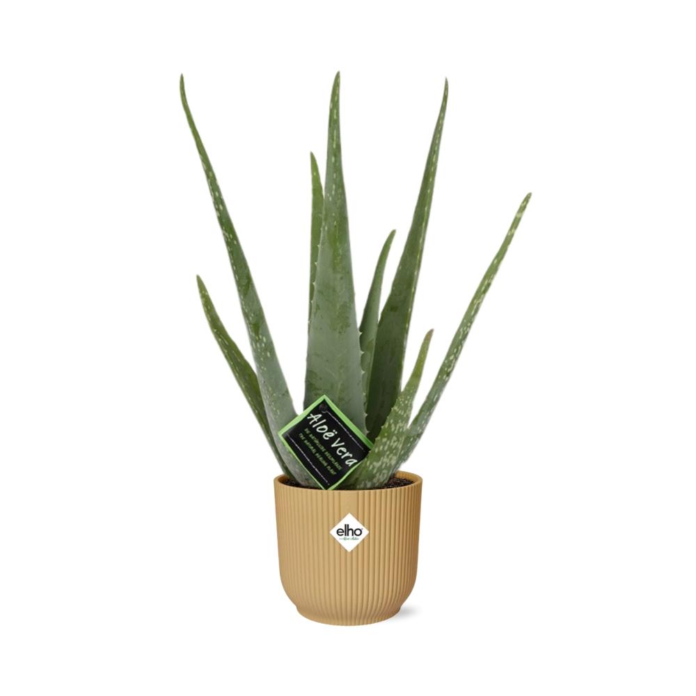 Aloe Vera 12cm in ELHO Vibes Fold 14cm geel - Plantabulous