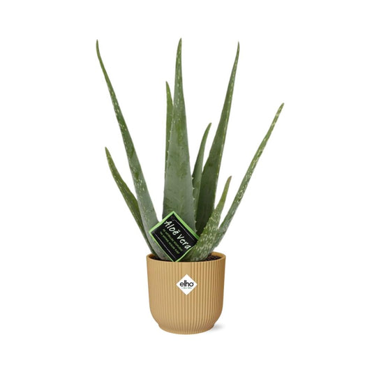 Aloe Vera 12cm in ELHO Vibes Fold 14cm geel - Plantabulous
