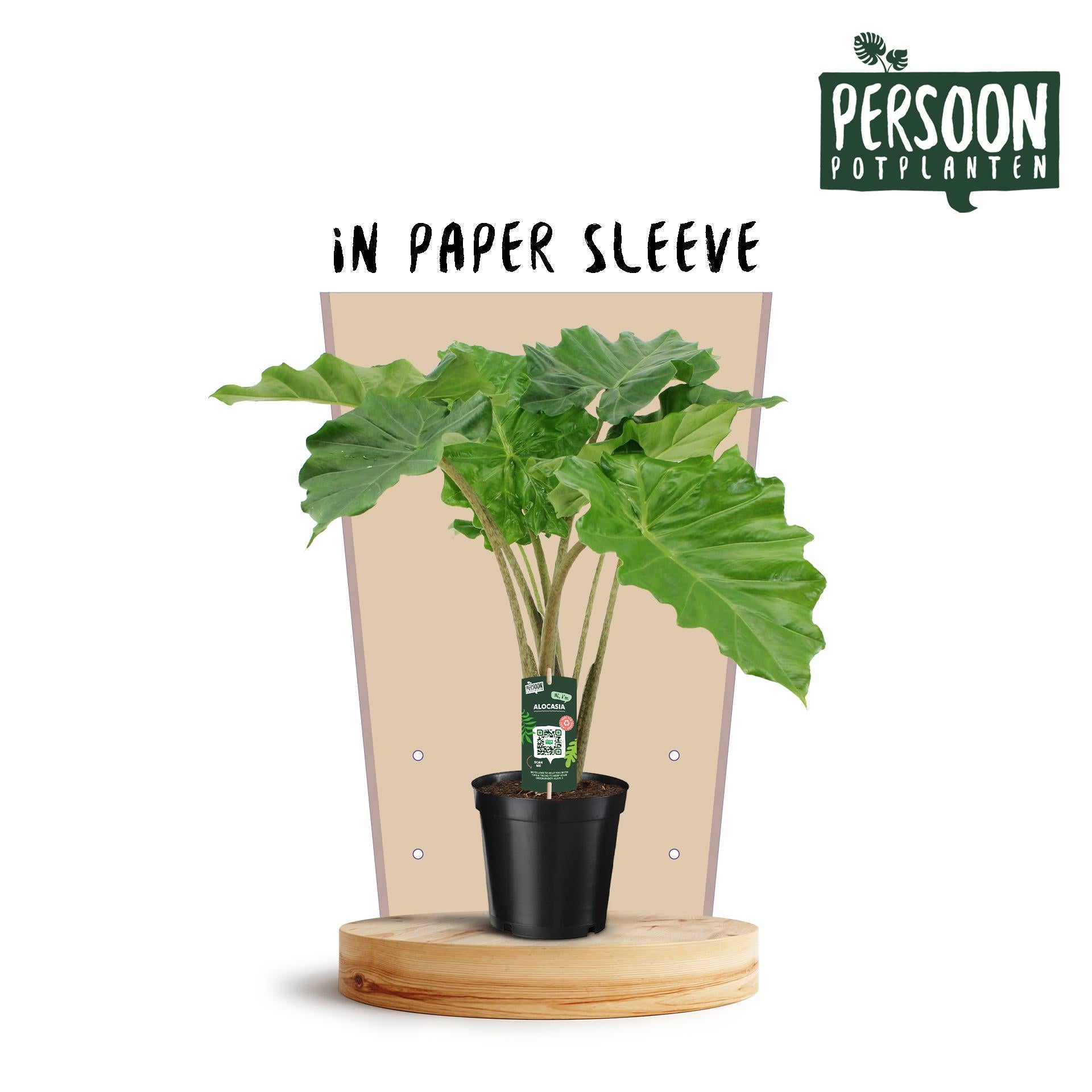 Alocasia Portodora - Ø21cm - ↕75cm - Plantabulous