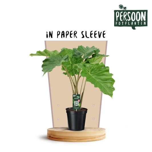 Alocasia Portodora - Ø21cm - ↕75cm - Plantabulous