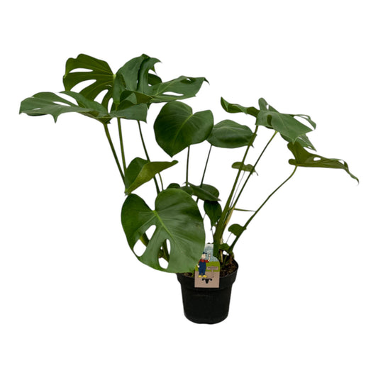 Fensterblatt – Monstera deliciosa – 75 cm – Ø21 cm - Plantabulous
