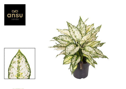 Kolbenfaden – Aglaonema 'White Kiwi' – ↕40 cm – Ø19 cm - Plantabulous