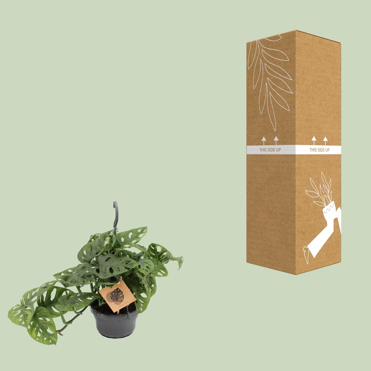 Monstera Monkey - Ø14cm - ↕30cm - Plantabulous