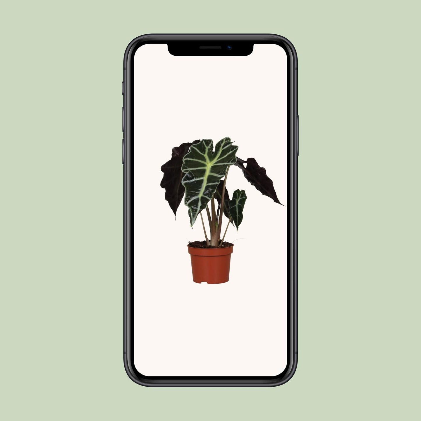 Pfeilblatt – Alocasia Amazonica 'Polly' – ↑30 cm – Ø12 cm