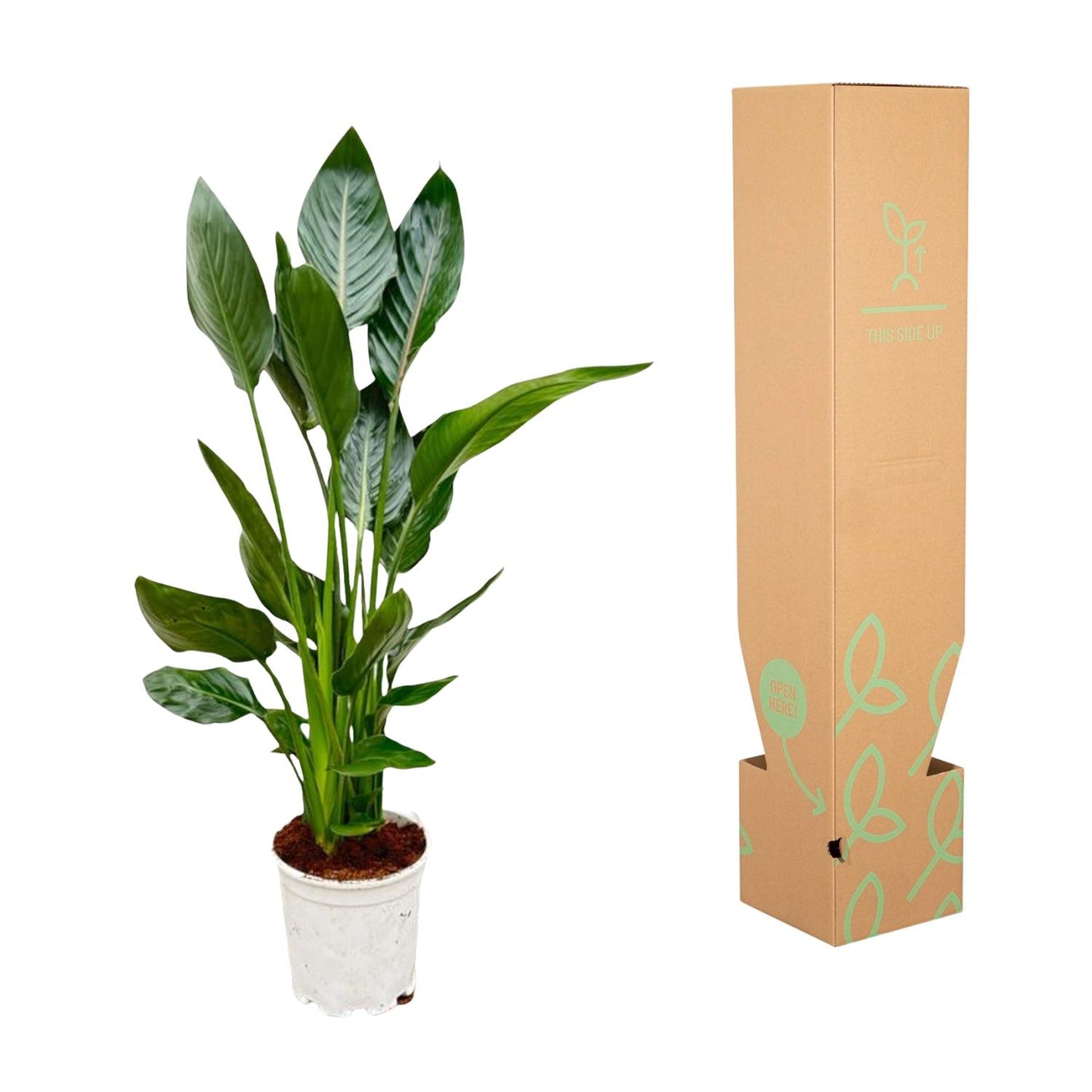 Paradiesvogelblume – Strelitzia reginae – 100 cm – Ø19 cm - Plantabulous