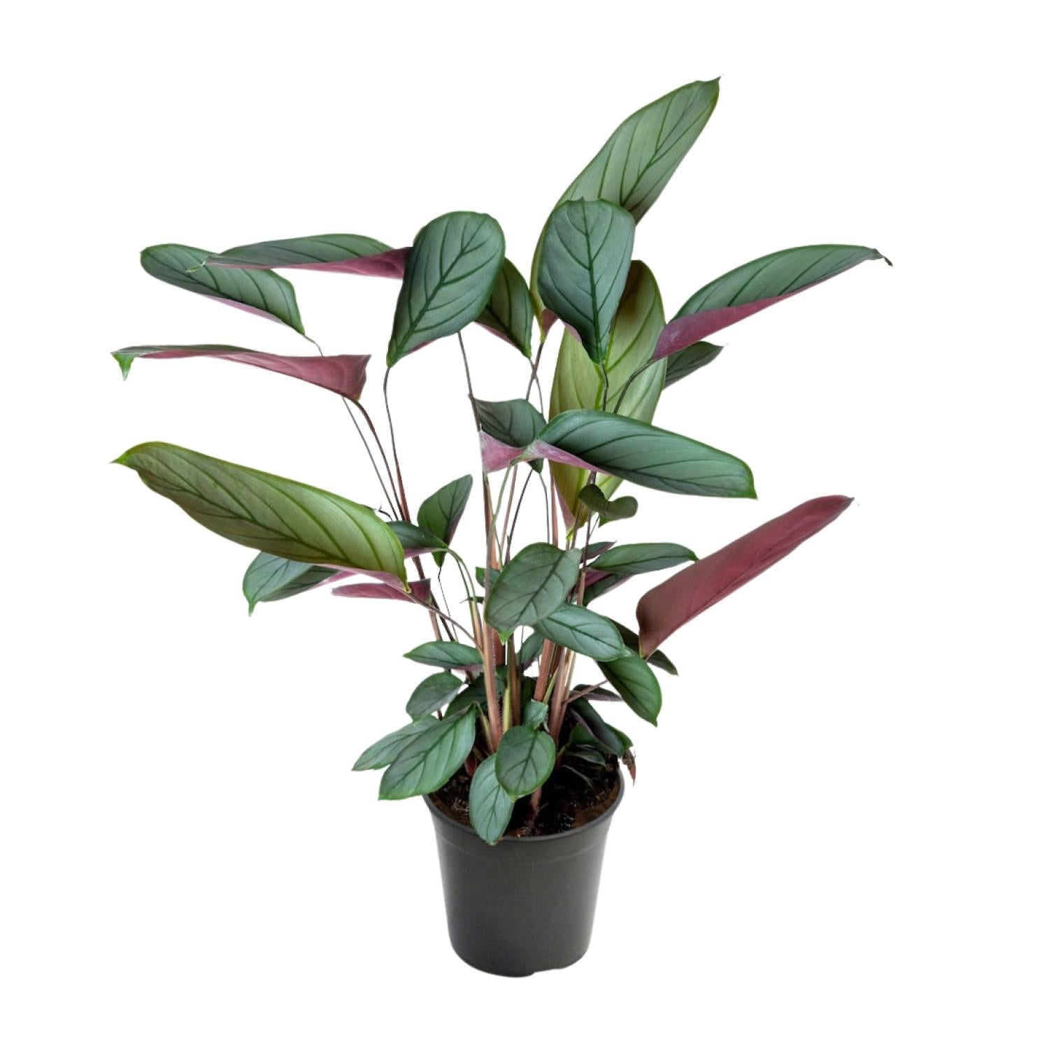Ctenanthe Setosa - Ø17cm - ↕60cm - Plantabulous