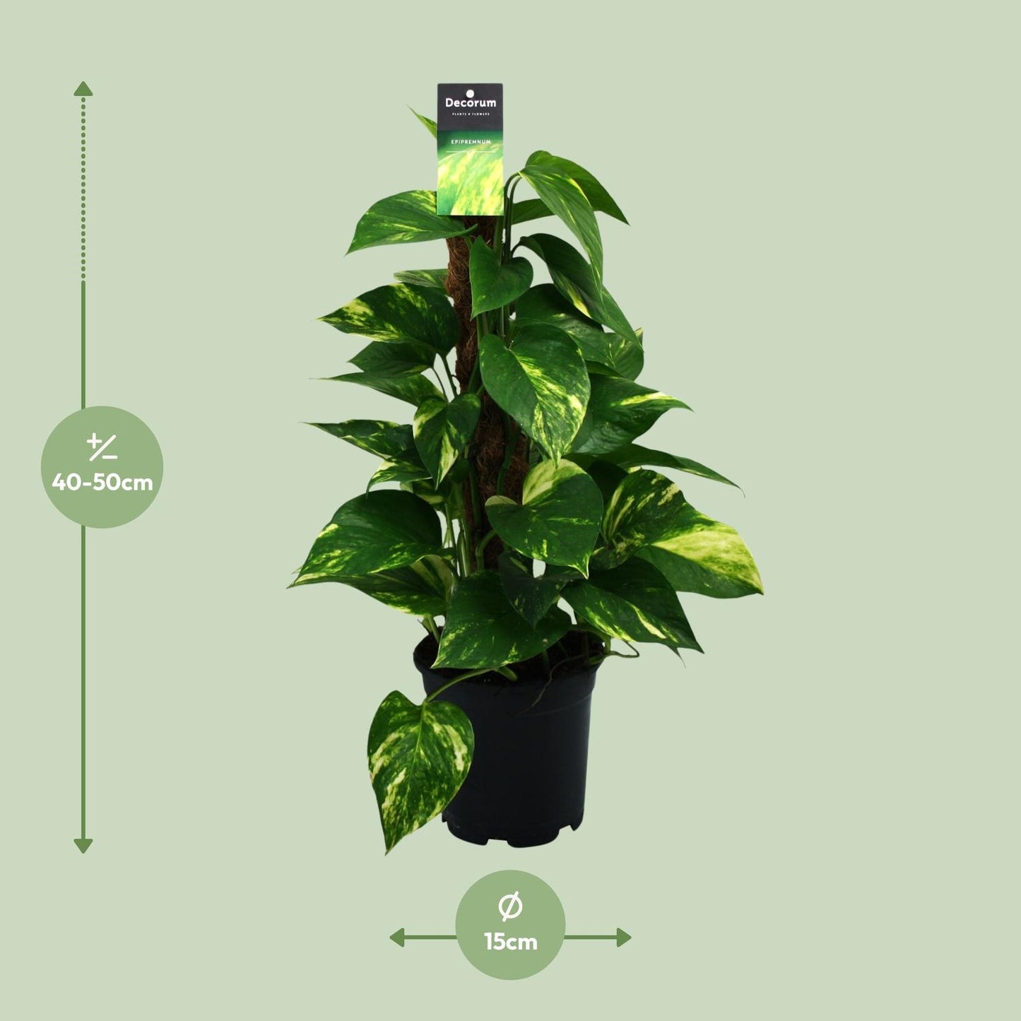Scindapsus (Epipremnum) - Ø15cm - ↕50cm - Plantabulous