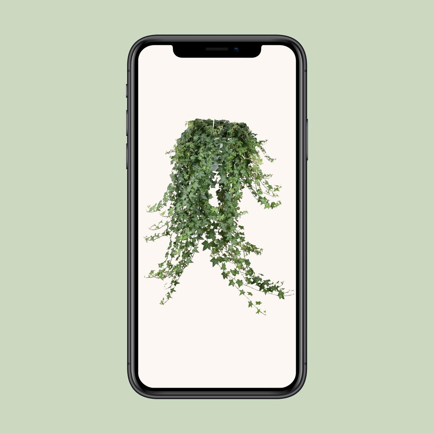 Hedera Helix Pitsburg - Hang/XXL - Ø24cm - ↕cm - Plantabulous