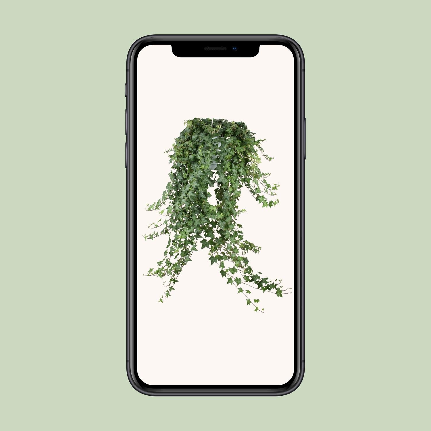 Hedera Helix Pitsburg - Hang/XXL - Ø24cm - ↕cm - Plantabulous