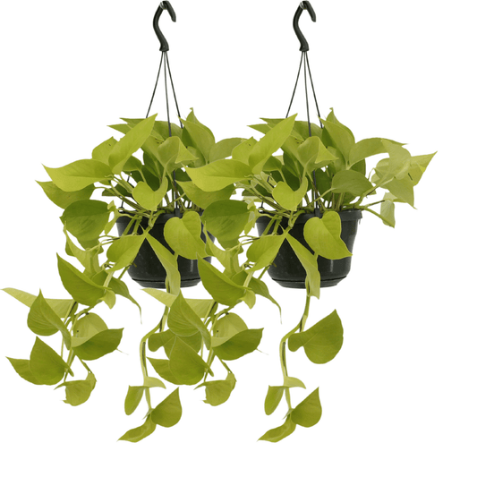 Pflanzen Set – 2 Pflanzen – Efeutute – Epipremnum 'Golden Pothos' (Scindapsus) – ↑25 cm – Ø15 cm