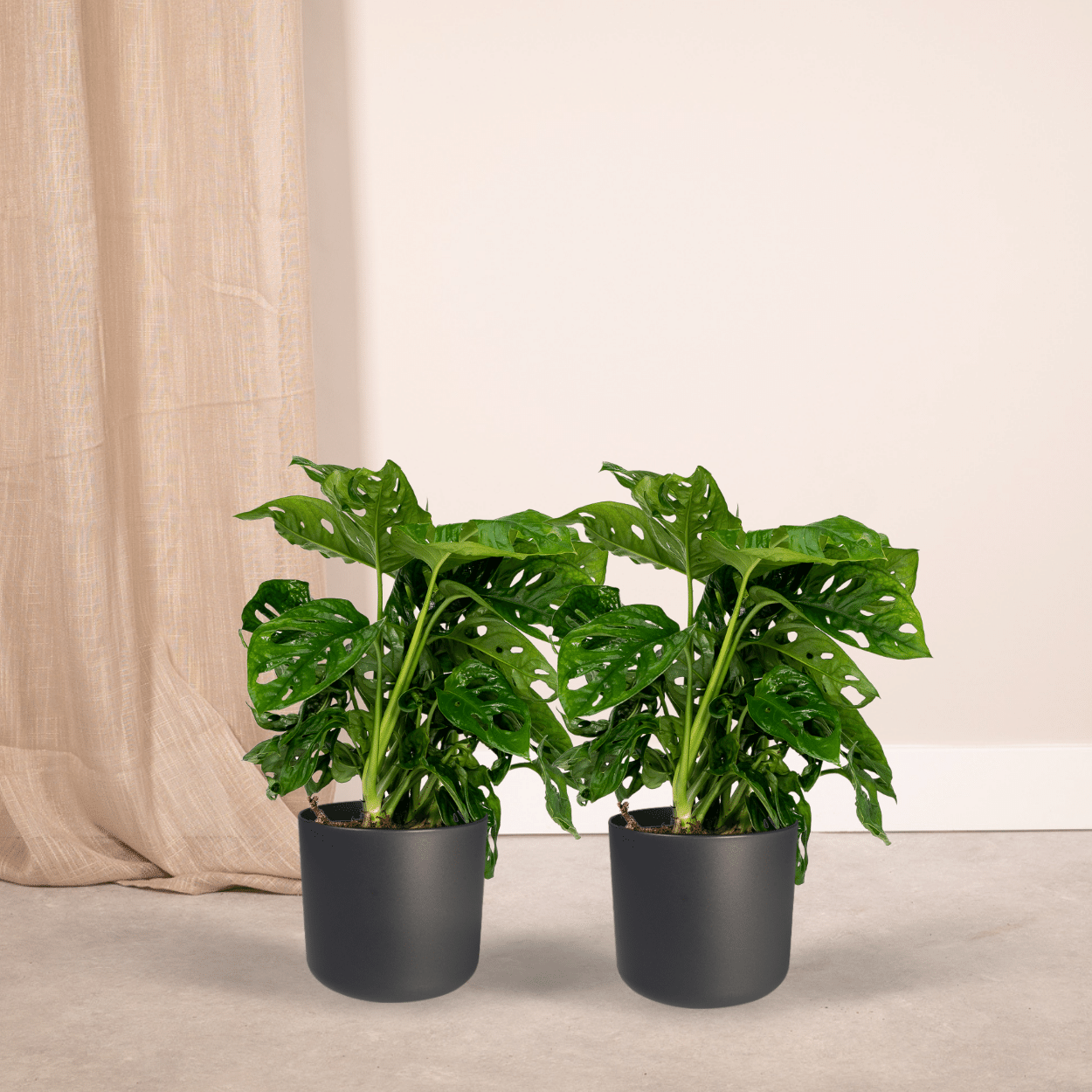 Pflanzen Set – 2 Pflanzen – Lochpflanze – Monstera 'Monkey Leaf' – ↑30 cm – Ø12 cm