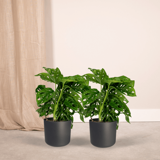 Pflanzen Set – 2 Pflanzen – Lochpflanze – Monstera 'Monkey Leaf' – ↑30 cm – Ø12 cm