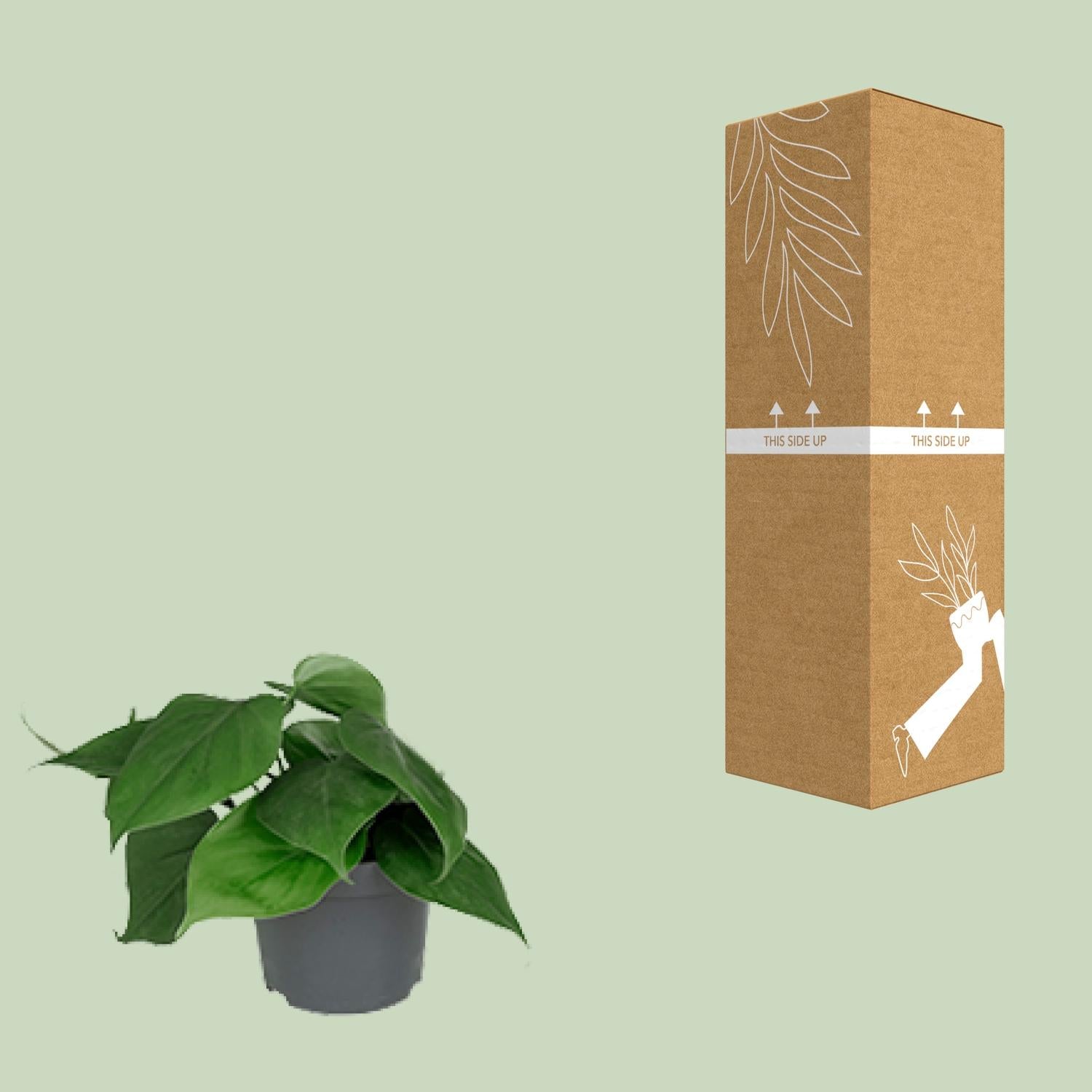 Philodendron – Philodendron scandens – 15 cm – Ø12 cm - Plantabulous