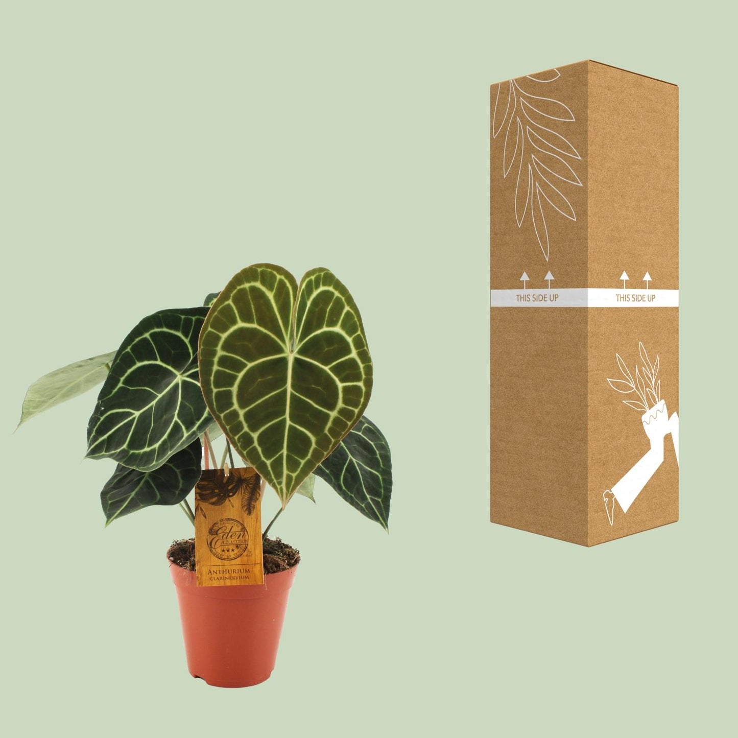 Anthurium Clarinervium - Ø15cm - ↕25cm - Plantabulous