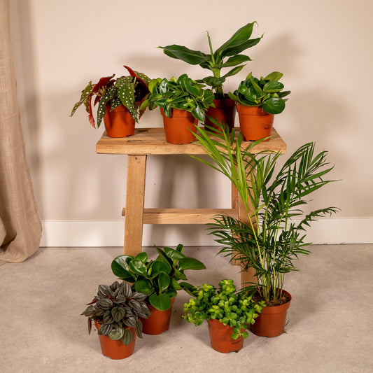 Überraschungsbox - 8 Pflanzen - ↑25cm - Ø12cm