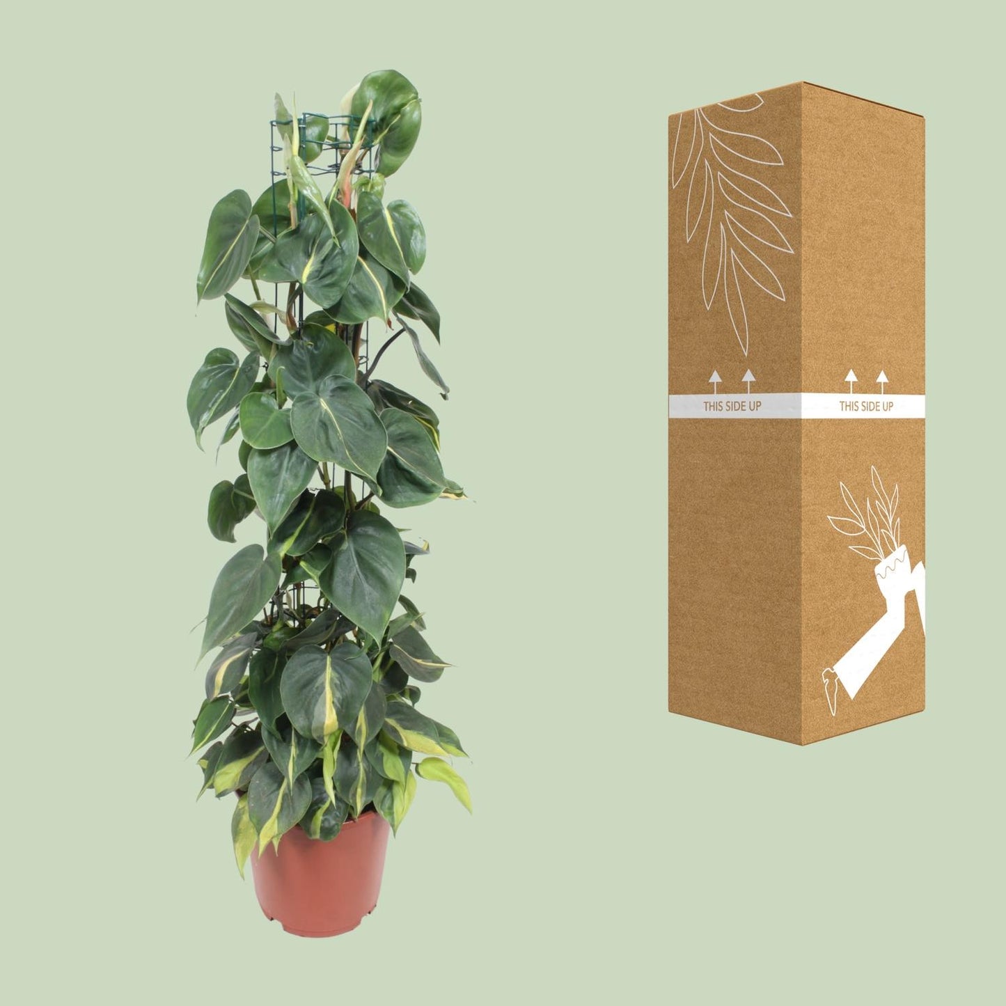 Philodendron – Philodendron Scandens Brasil – ↑120 cm – Ø24 cm