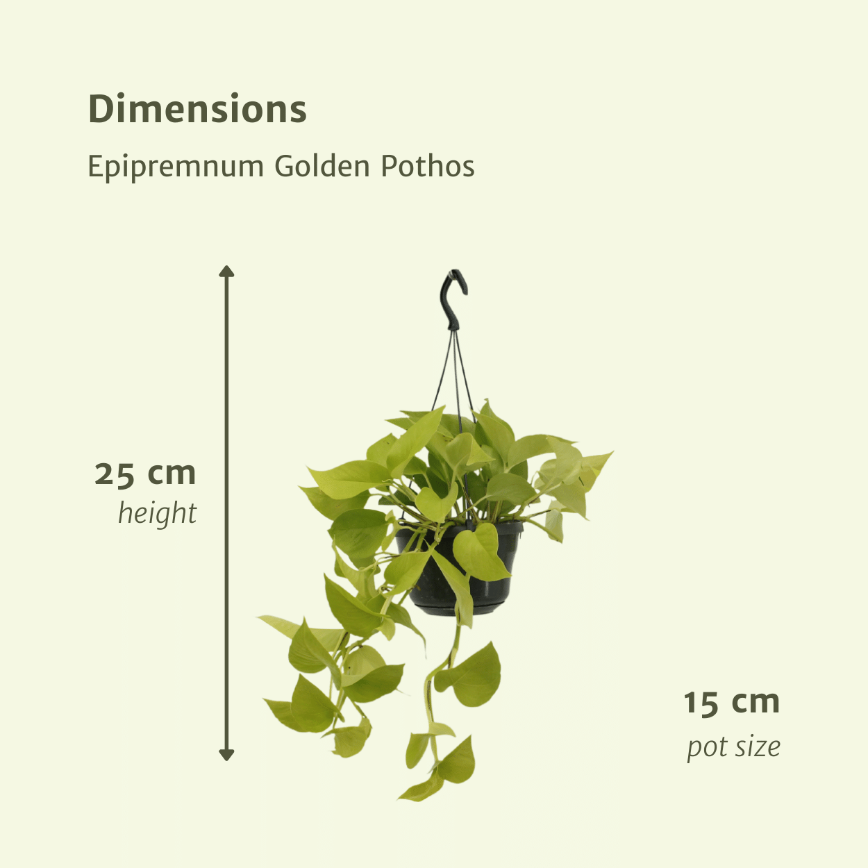 Pflanzen Set – 2 Pflanzen – Efeutute – Epipremnum 'Golden Pothos' (Scindapsus) – ↑25 cm – Ø15 cm