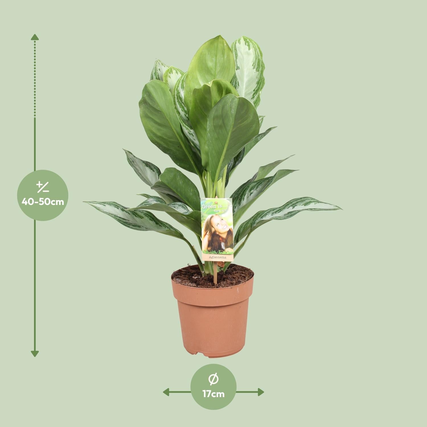 Chinesisches Immergrün – Aglaonema 'Silver Bay' – 55 cm – Ø17 cm - Plantabulous