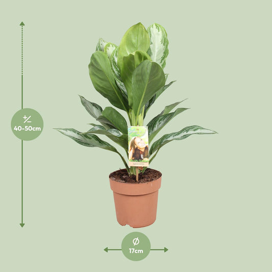 Chinesisches Immergrün – Aglaonema 'Silver Bay' – 55 cm – Ø17 cm - Plantabulous