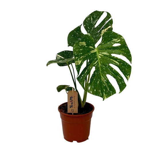 Monstera Deliciosa - Ø17cm - ↕50cm - Plantabulous
