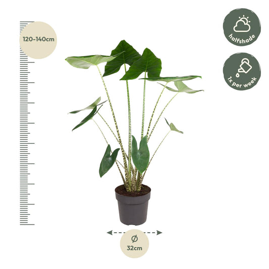 Pfeilblatt – Alocasia zebrina – 130 cm – Ø32 cm - Plantabulous
