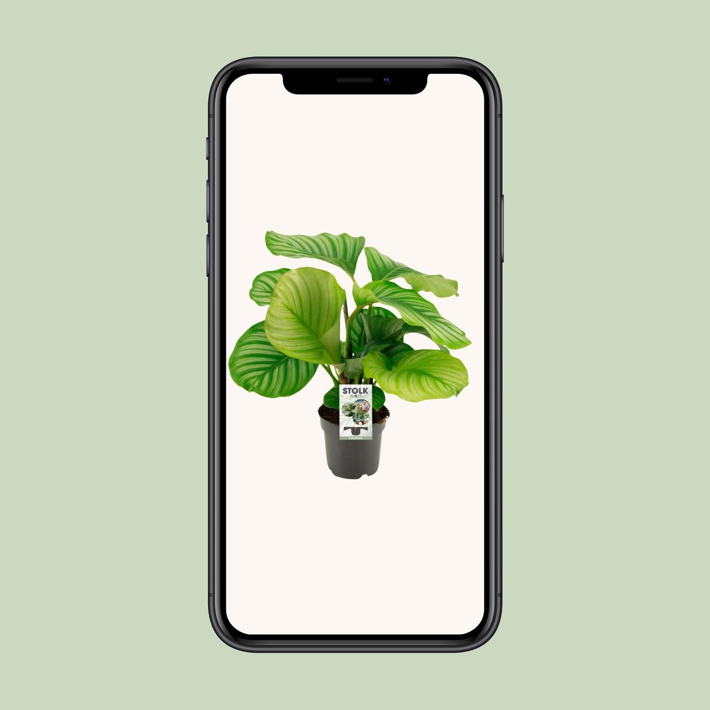 Korbmarante – Calathea orbifolia – 14 cm – Ø50 cm - Plantabulous
