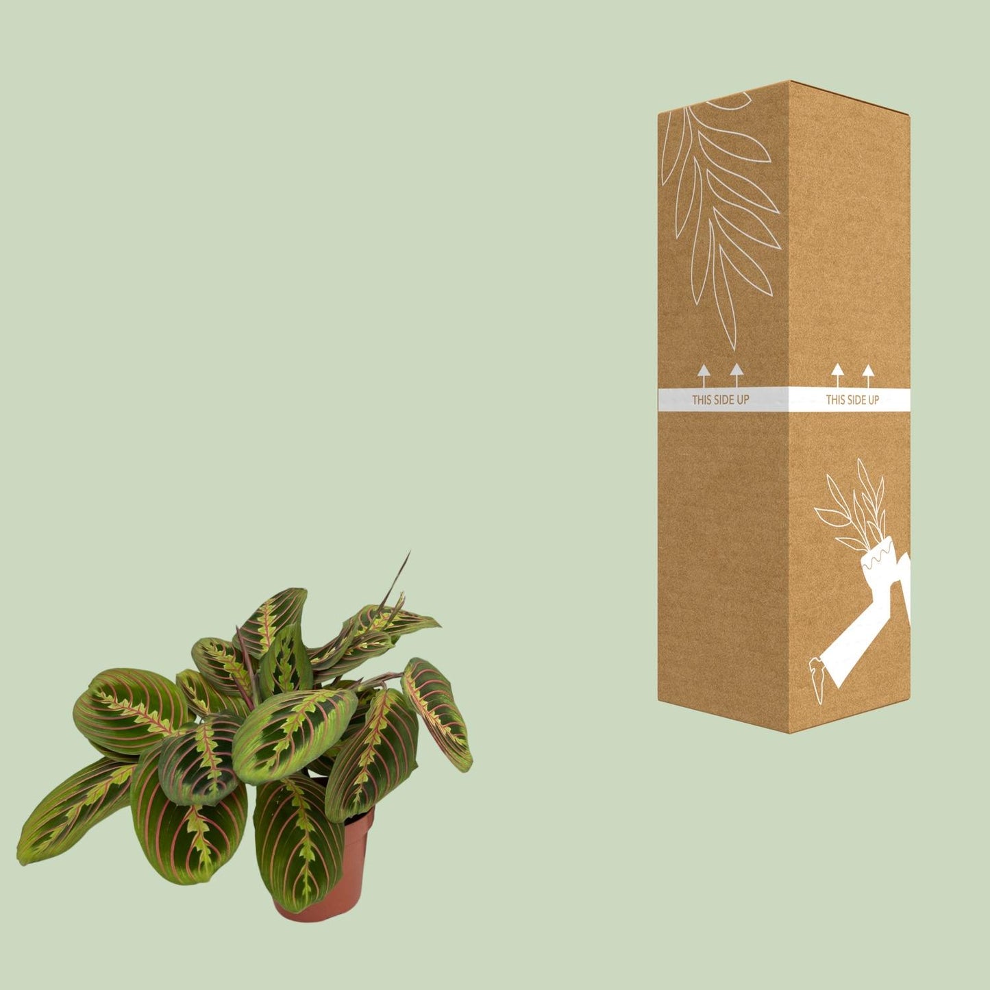 Pfeilwurz – Maranta leuconeura 'Fascinator' – 20 cm – Ø12 cm - Plantabulous