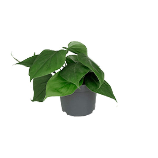 Philodendron – Philodendron scandens – 15 cm – Ø12 cm - Plantabulous