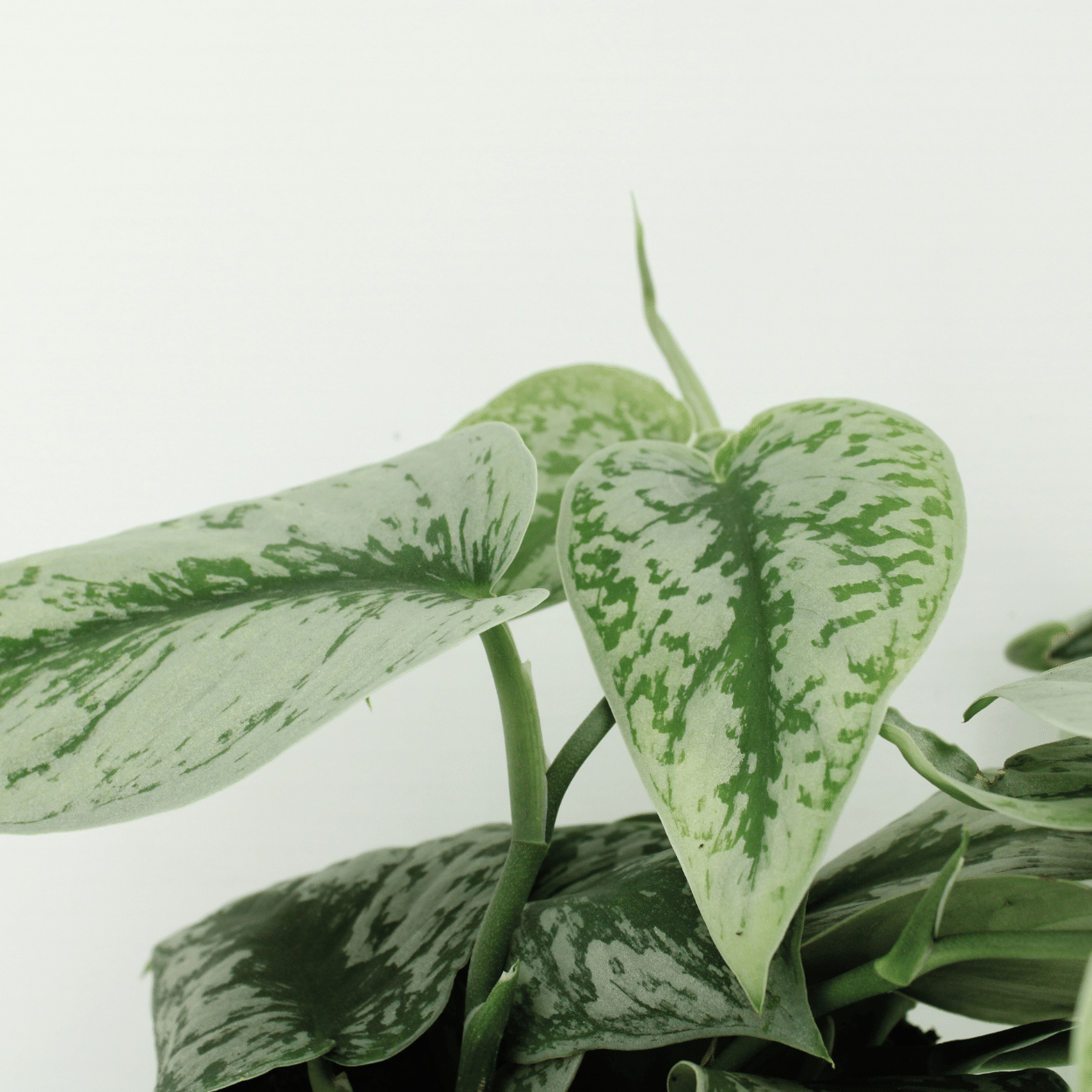 Pflanzen Set – 2 Pflanzen – Efeutute – Scindapsus Pictus 'Trebie' (Epipremnum) – ↑15 cm – Ø12 cm
