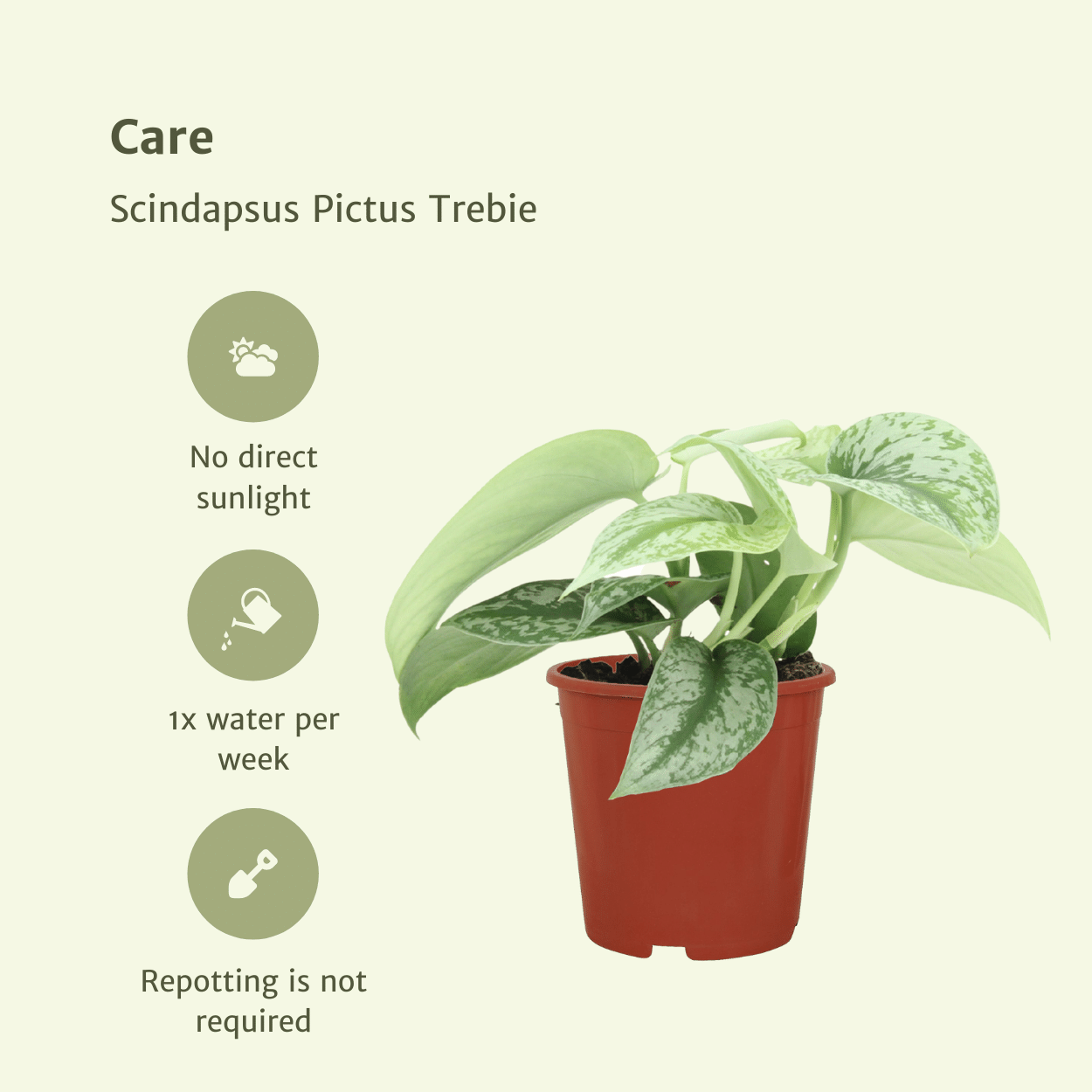 Pflanzen Set – 2 Pflanzen – Efeutute – Scindapsus Pictus 'Trebie' (Epipremnum) – ↑15 cm – Ø12 cm