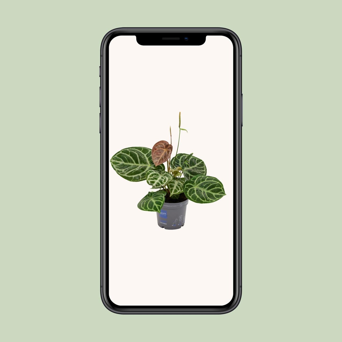 Flamingoblume – Anthurium 'Crystal Hybride Compact' – ↑40 cm – Ø17 cm