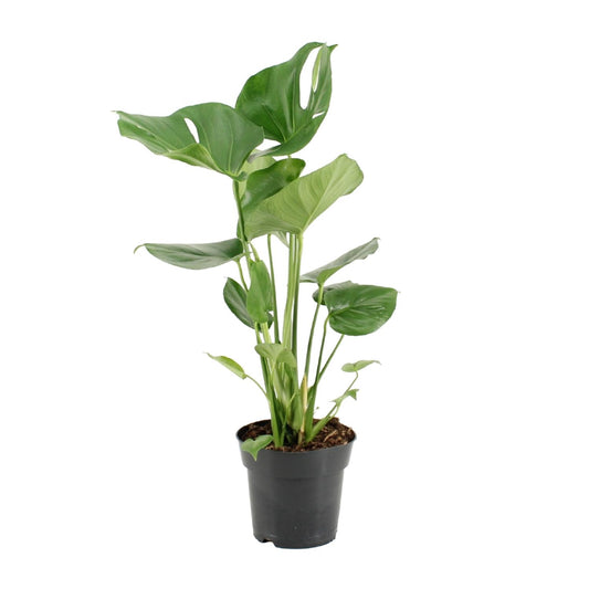 Monstera Deliciosa - Ø17cm - ↕60cm - Plantabulous