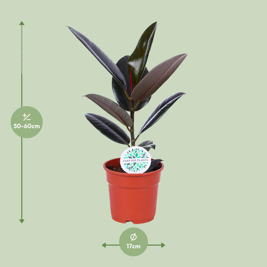 Ficus Elastica Abidjan - Ø17cm - ↕55cm - Plantabulous