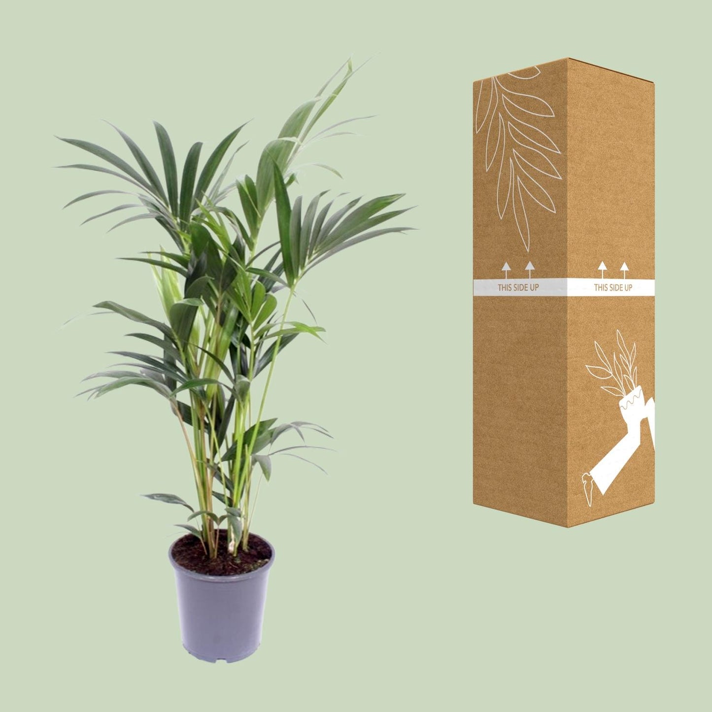 Kentia-Palme – Howea Forsteriana – ↑120 cm – Ø21 cm