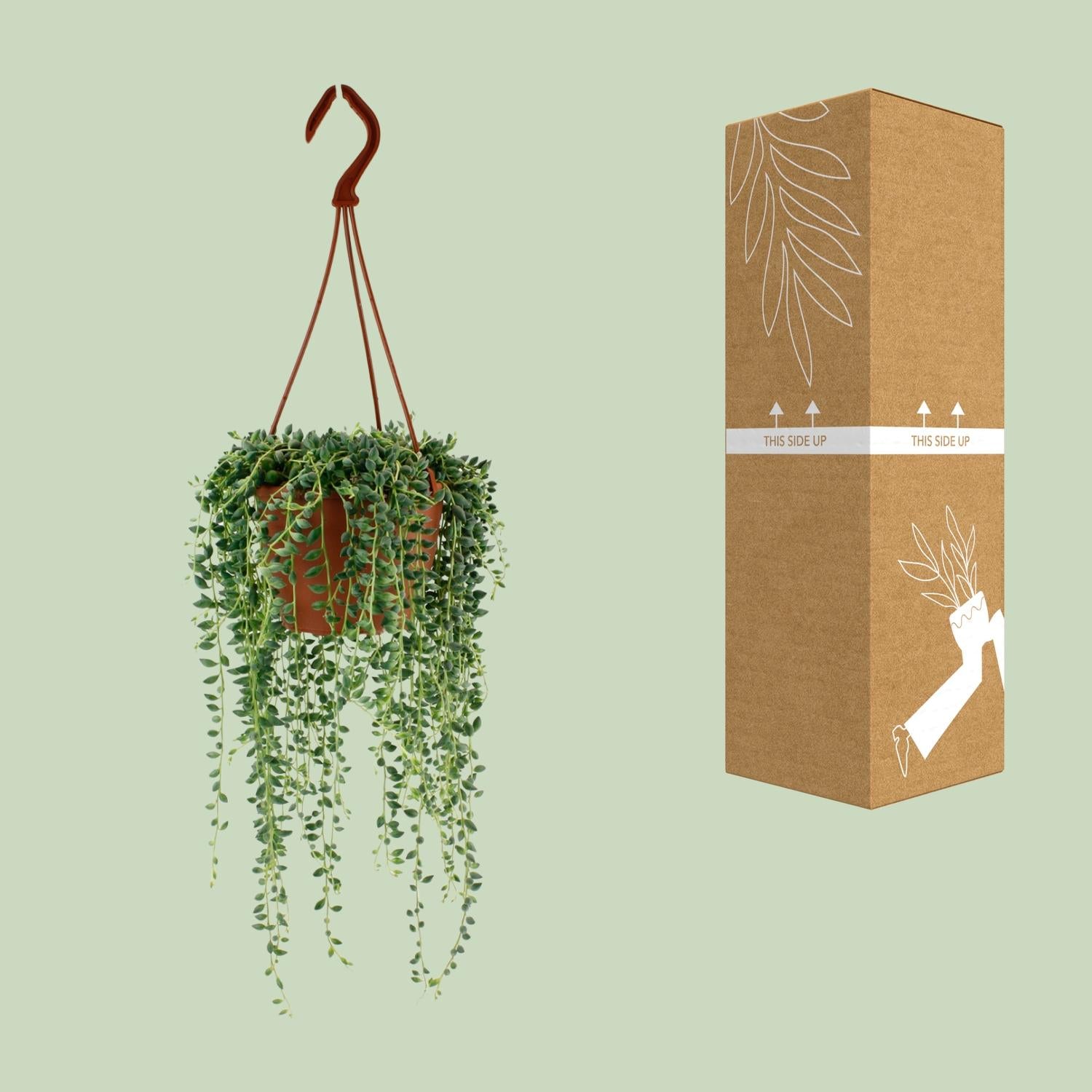 Senecio Herreianus - Ø12cm - ↕20cm - Plantabulous