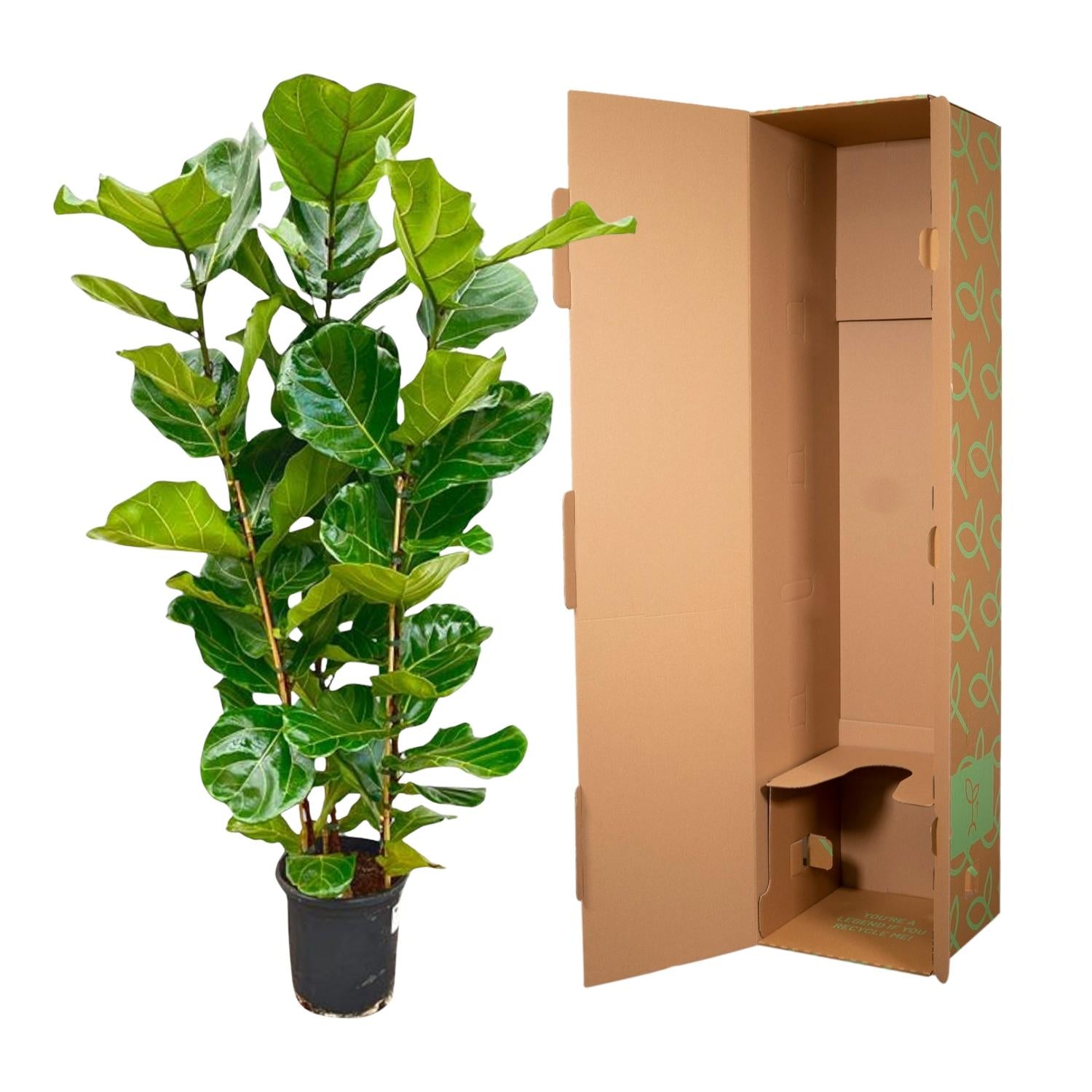 Geigenfeige – Ficus lyrata – 160 cm – Ø30 cm - Plantabulous