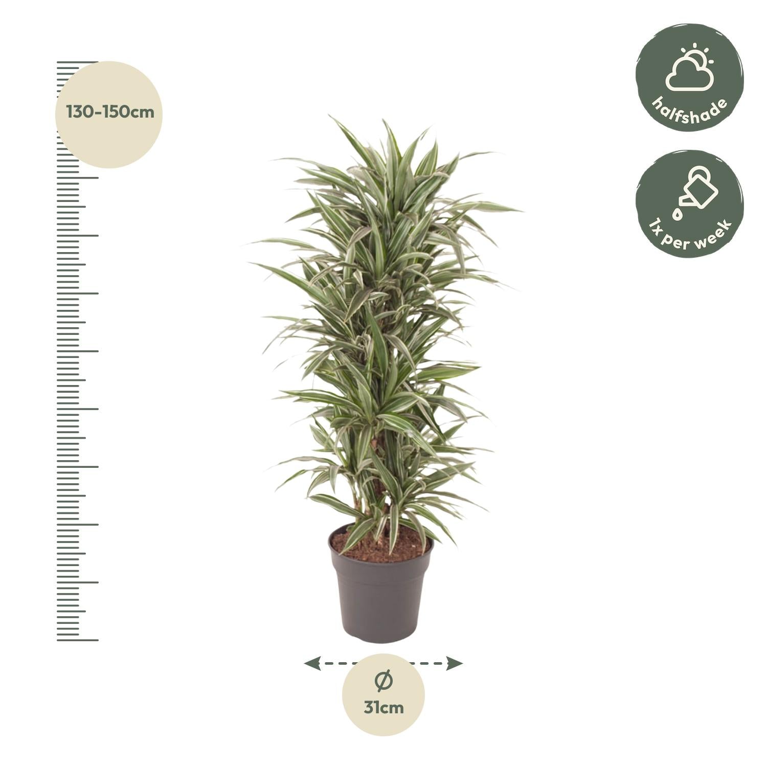 Drachenbaum – Dracaena Warneckei – 140 cm – Ø31 cm - Plantabulous