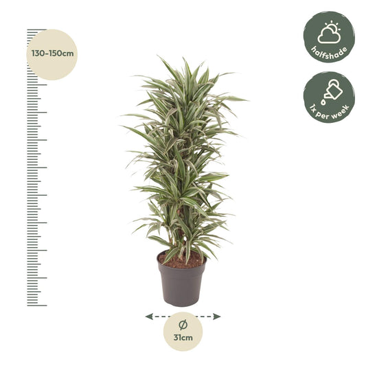 Drachenbaum – Dracaena Warneckei – 140 cm – Ø31 cm - Plantabulous