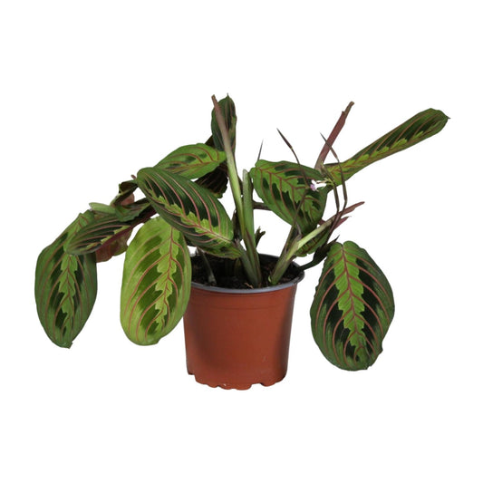 Korbmarante – Maranta Leuconeura 'Fascinator' – ↑30 cm – Ø12 cm