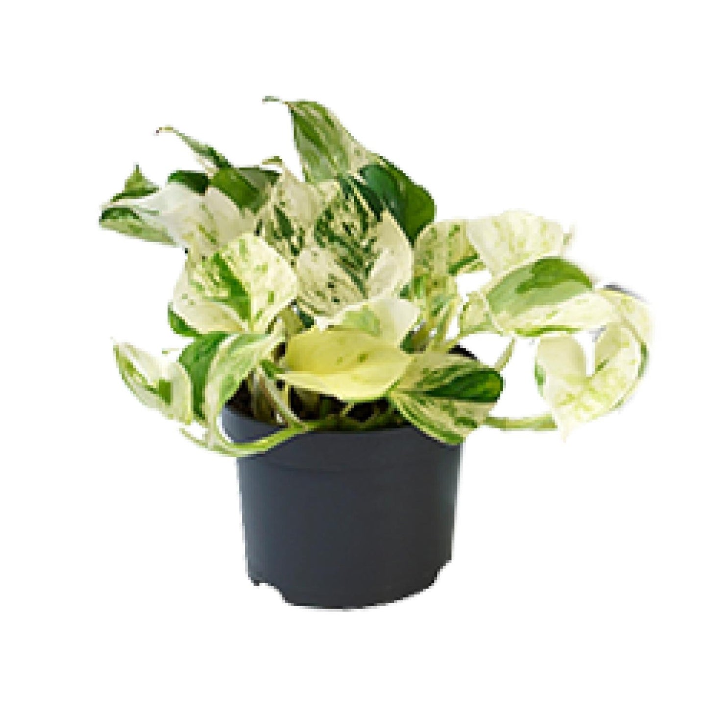 Efeutute – Epipremnum aureum 'Happy Leaf' – 15 cm – Ø12 cm - Plantabulous