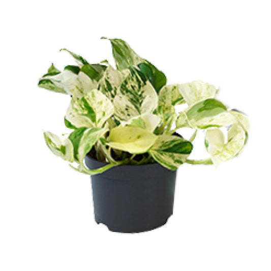 Efeutute – Epipremnum aureum 'Happy Leaf' – 15 cm – Ø12 cm - Plantabulous