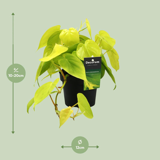 Philodendron – Philodendron 'Lime' – ↑20 cm – Ø12 cm