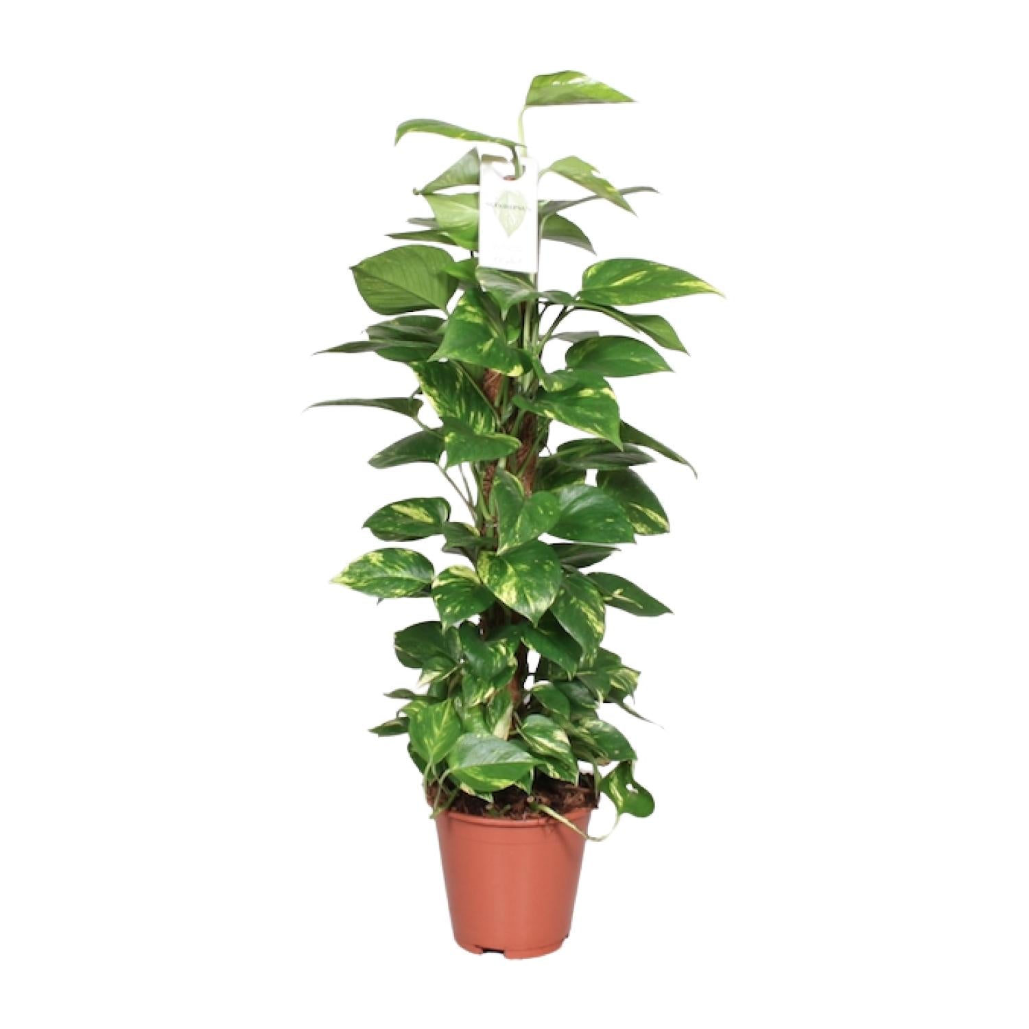 Epipremnum Pinnatum Mosstok 80cm Scindapsus - Ø19cm - ↕80cm - Plantabulous