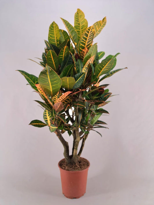 Croton Petra Vertakt - Ø21cm - ↕120cm - Plantabulous