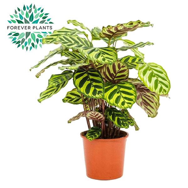 Calathea Makoyana - Ø17cm - ↕55cm - Plantabulous